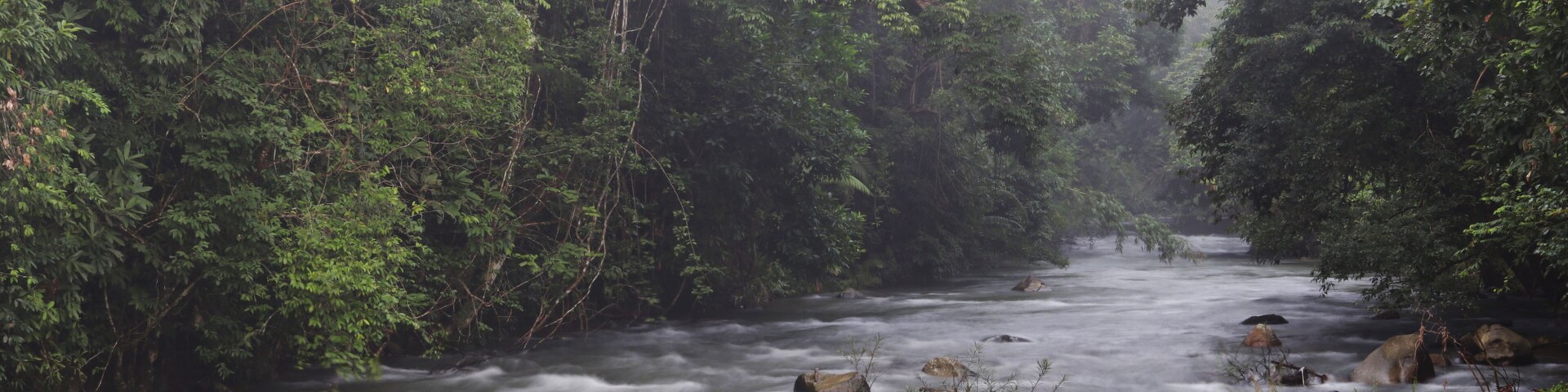 A river flowing through a dense forest with rocks and branches in the water.