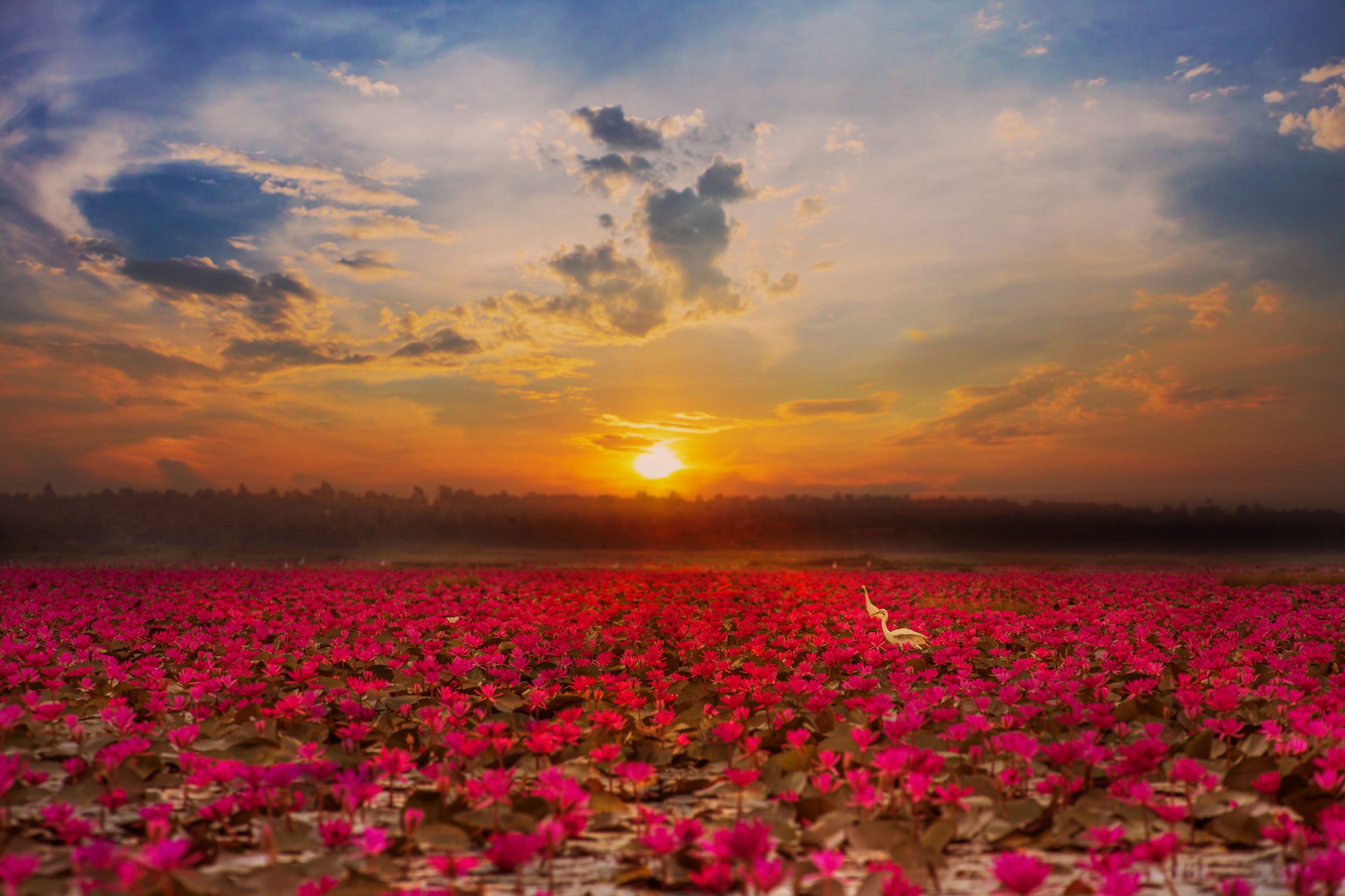 Red Lotus Sea at sunrise at Nong Han Lake, Udon Thani, Thailand