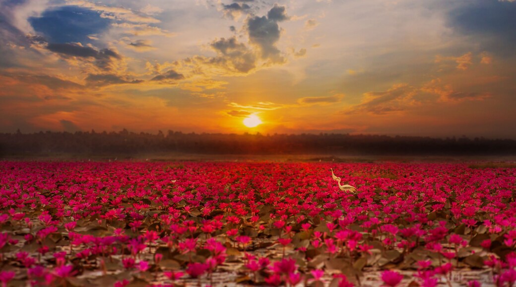 Red Lotus Sea at sunrise at Nong Han Lake, Udon Thani, Thailand