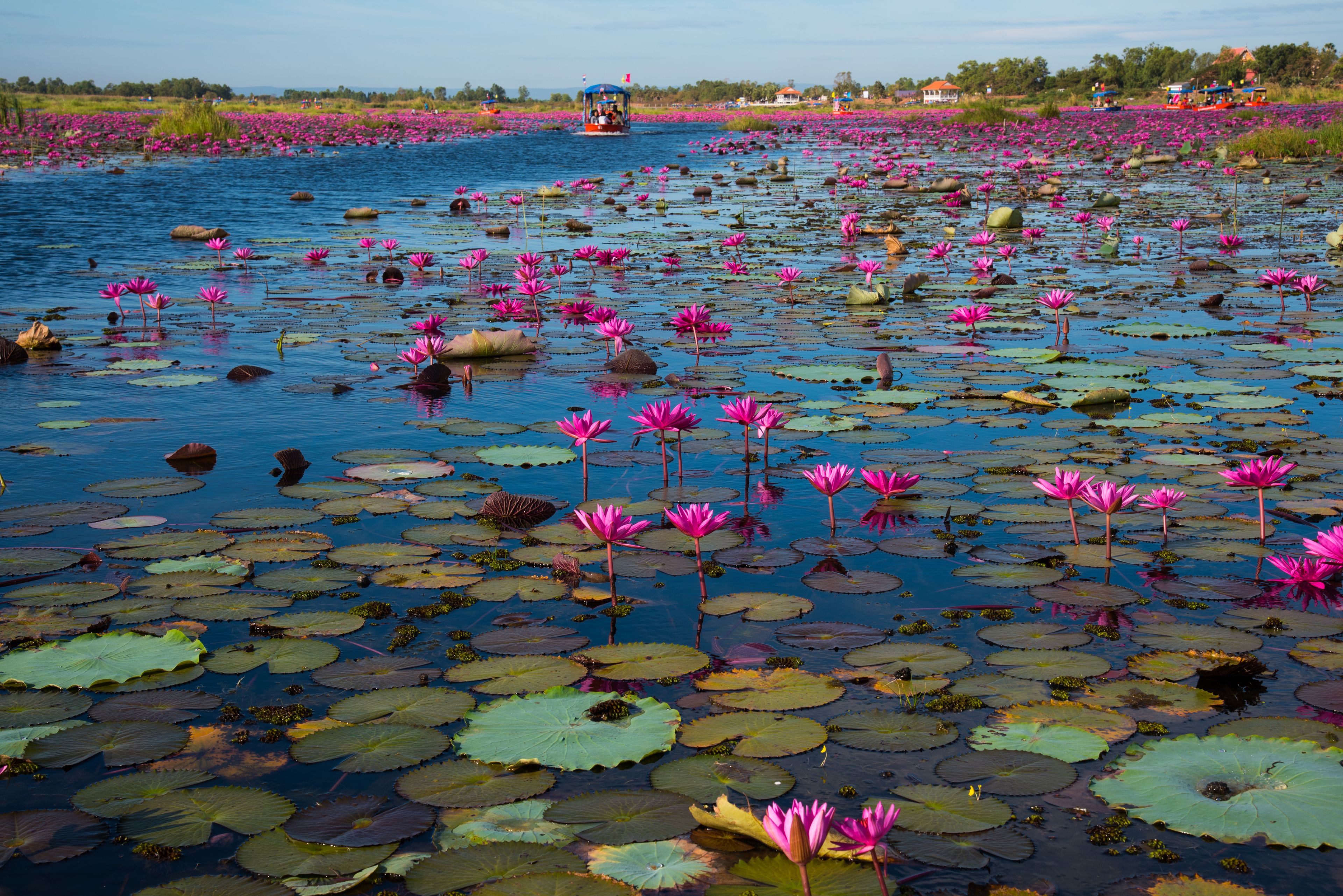 Sea of pink lotus, Nong Han lake, Udon Thani, Thailand
