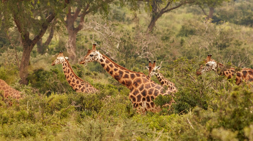 Wildlife of Murchison Falls