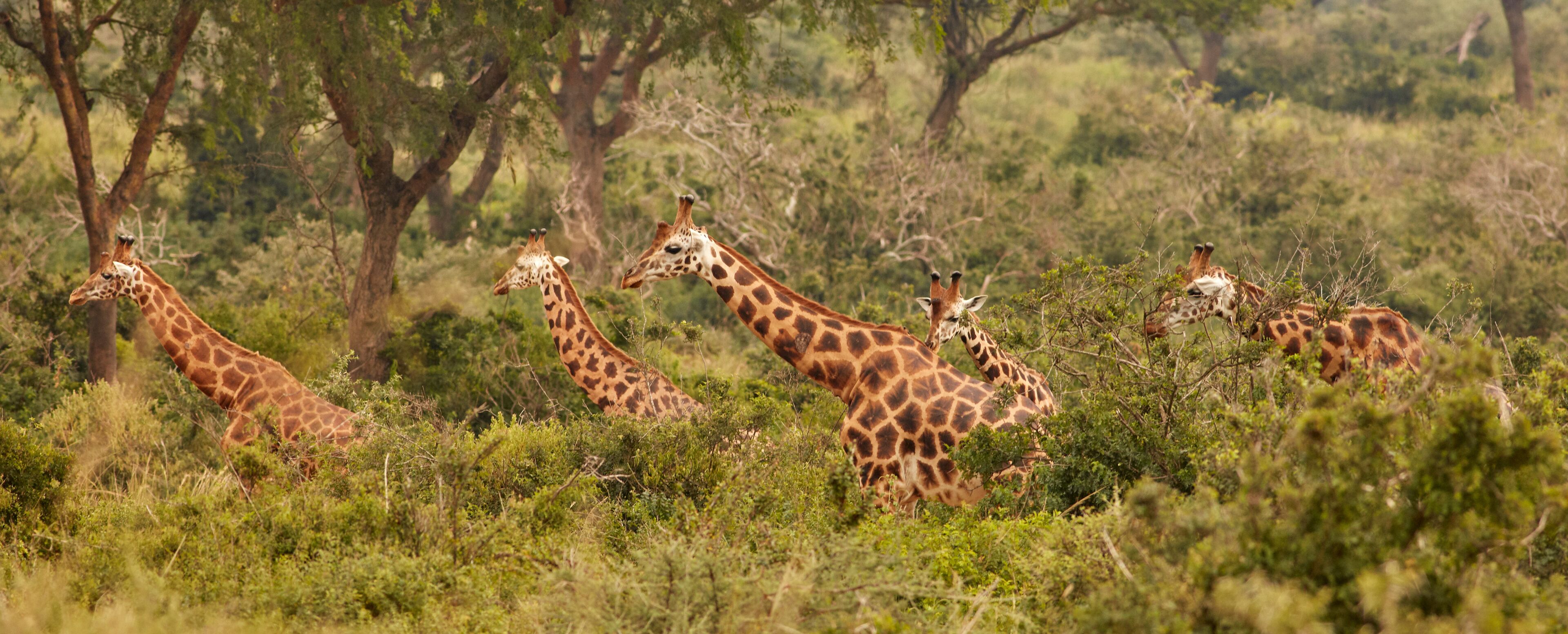 A group of giraffes in a grassy savannah with trees in the background.