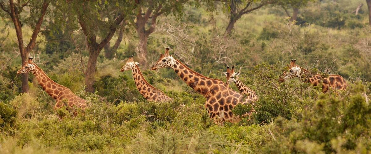 A group of giraffes in a grassy savannah with trees in the background.