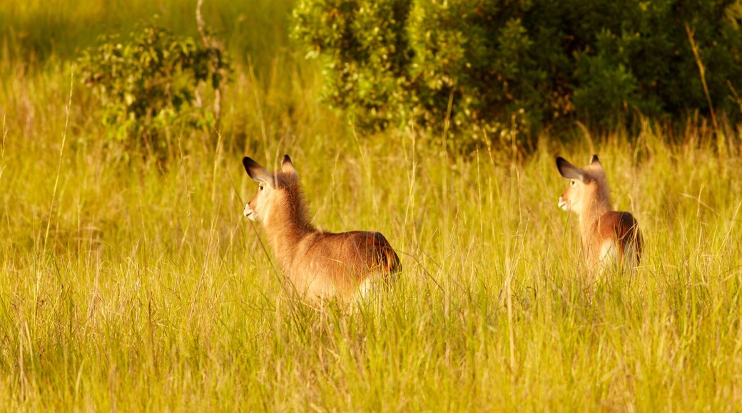 Wildlife of Murchison Falls National Park