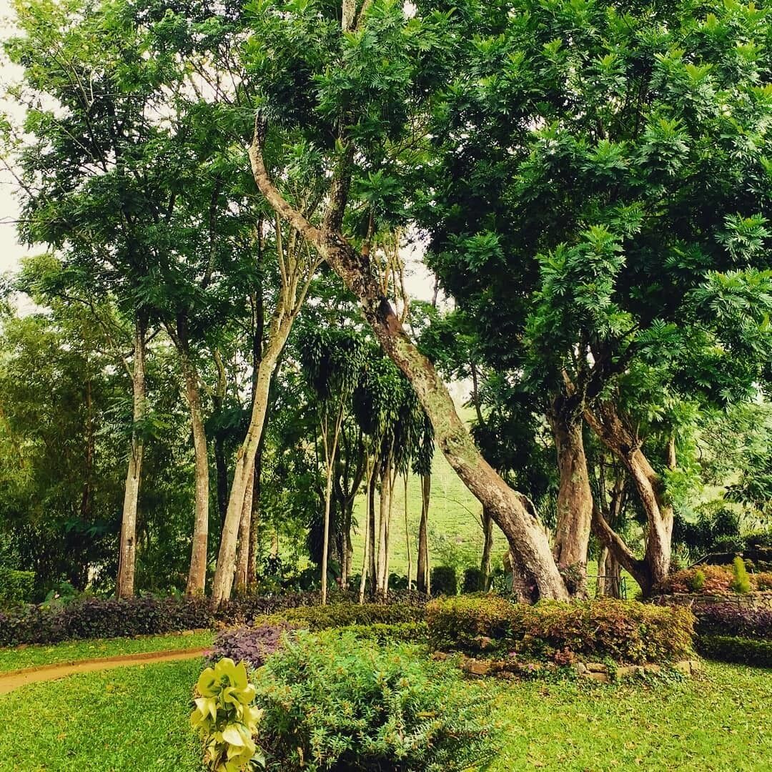 Royal Majesty Bungalow - A 150 year old bungalow, now restored, on the Ireby Estate - Norwood, Hatton.