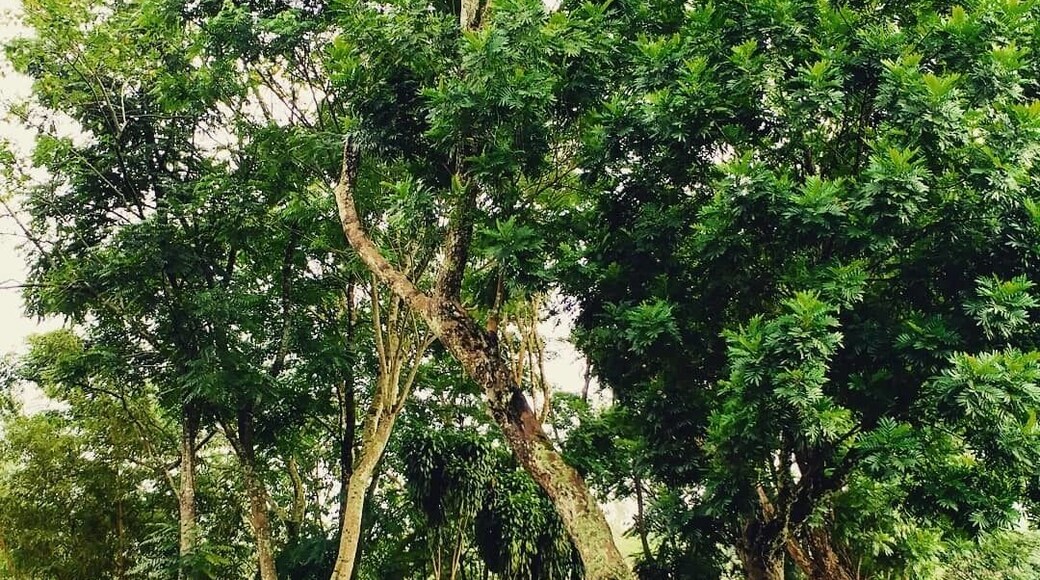 Royal Majesty Bungalow - A 150 year old bungalow, now restored, on the Ireby Estate - Norwood, Hatton.