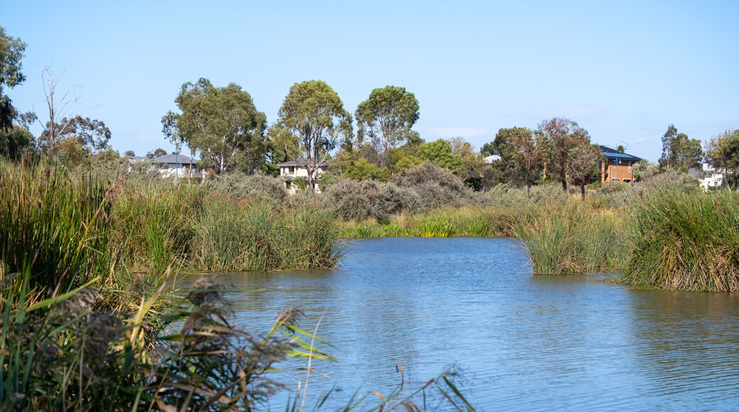 A tranquil wetland scene at Point Cook, Melbourne, Australia, with reeds and aquatic vegetation. An integration of natural habitats within suburban residential environments with homes nearby.