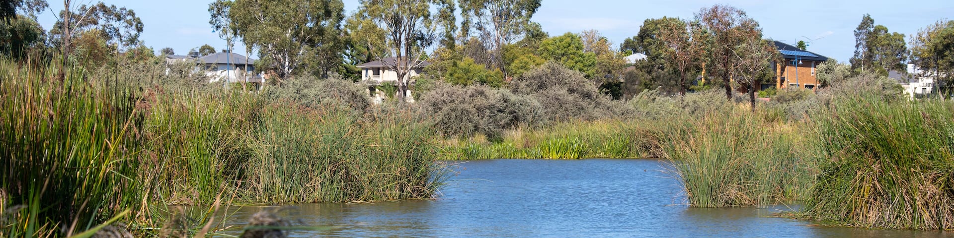 A tranquil wetland scene at Point Cook, Melbourne, Australia, with reeds and aquatic vegetation. An integration of natural habitats within suburban residential environments with homes nearby.