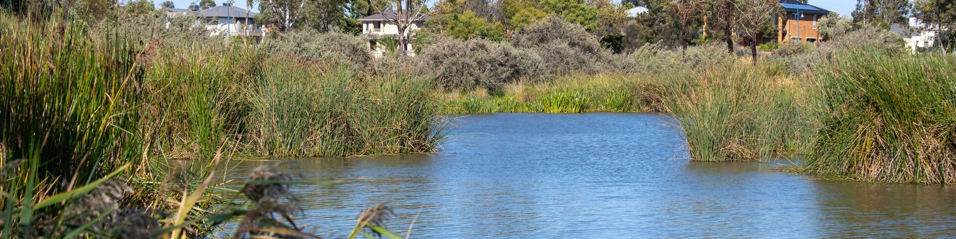 A tranquil wetland scene at Point Cook, Melbourne, Australia, with reeds and aquatic vegetation. An integration of natural habitats within suburban residential environments with homes nearby.