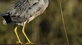 This Heron is a local at the Cardinia Waters Retirement Village. I suspect its not over 55 but no one seems to complain.