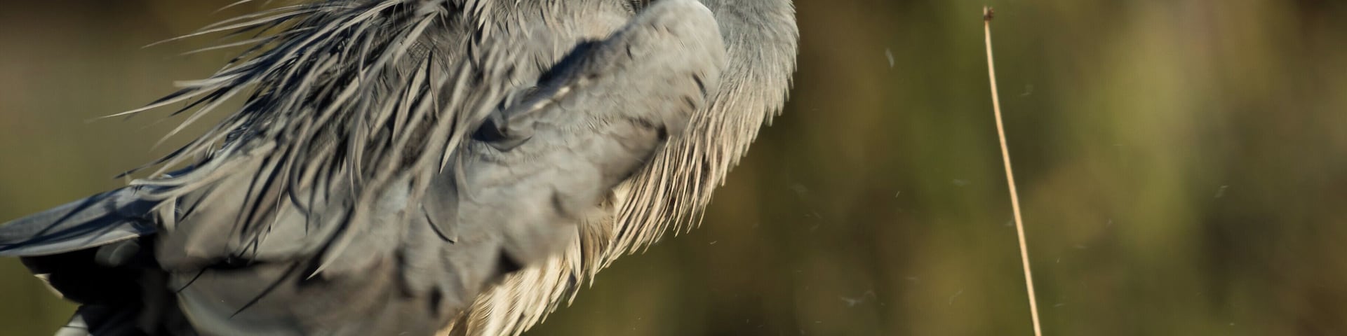 This Heron is a local at the Cardinia Waters Retirement Village. I suspect its not over 55 but no one seems to complain.