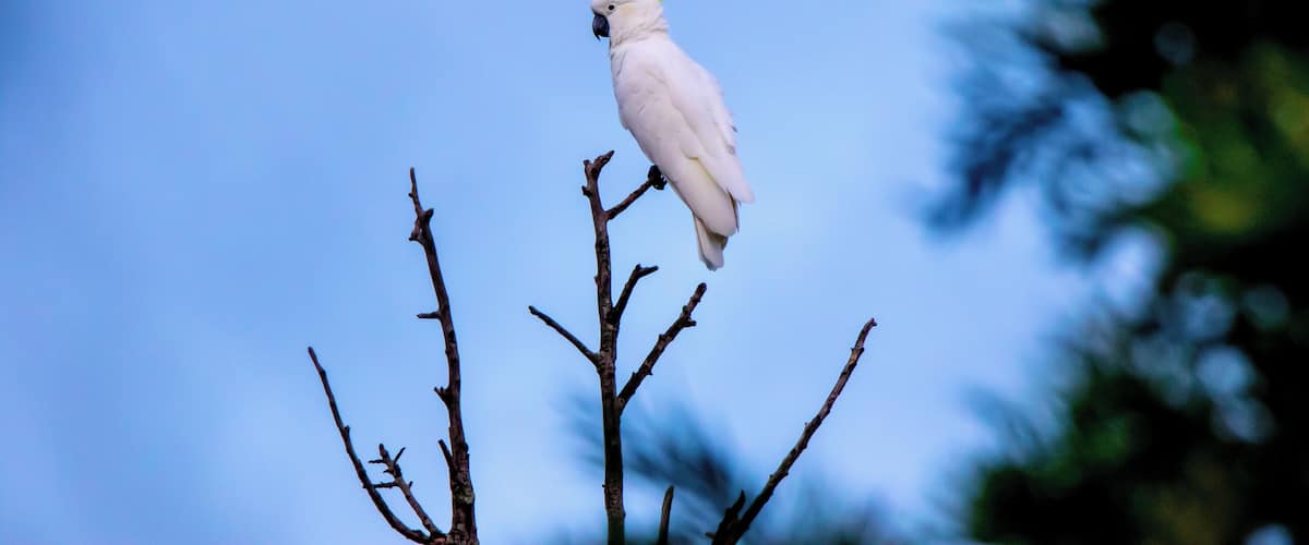 Just dropped in for the afternoon on a cool summers day in Sydney