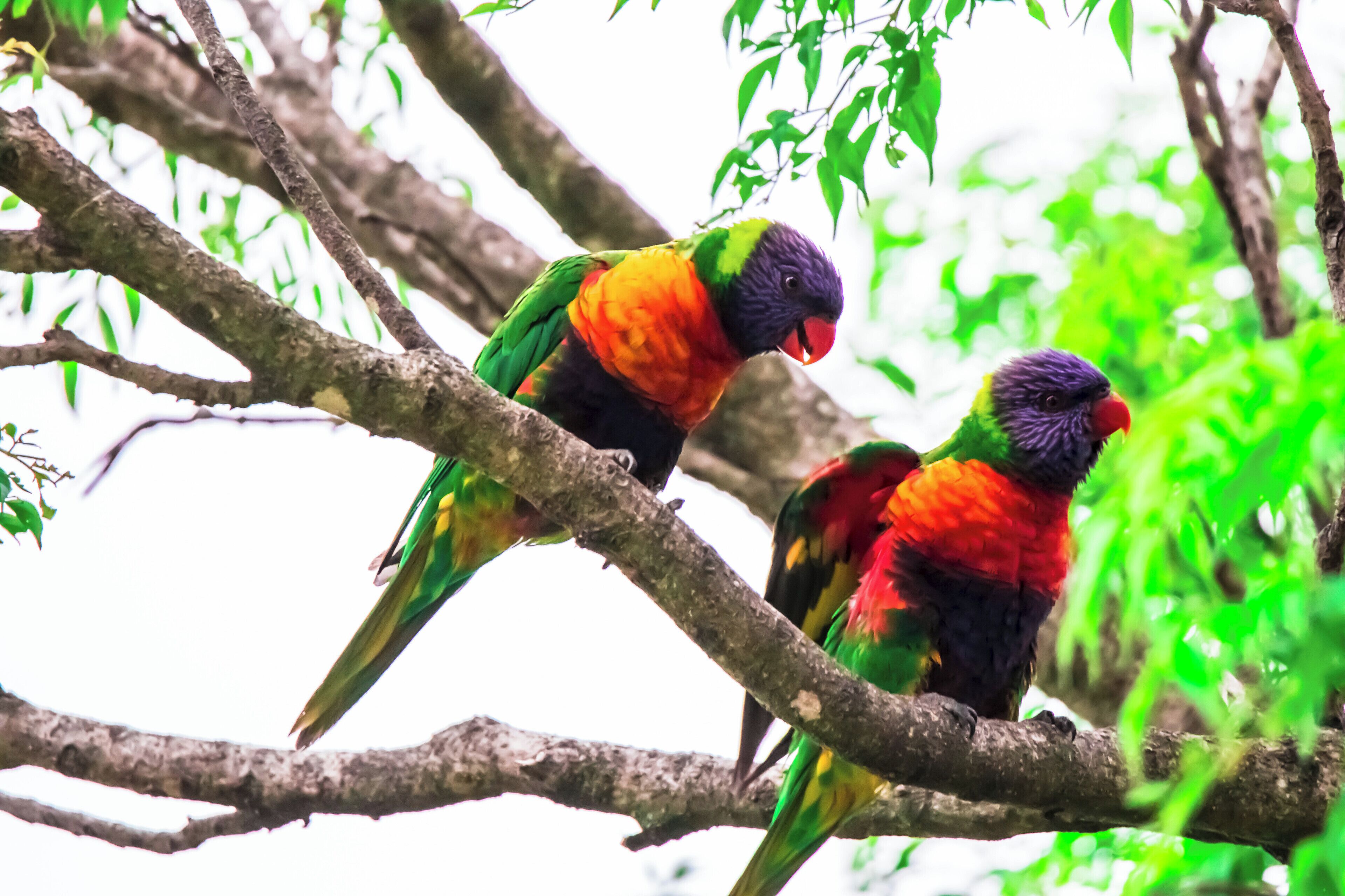 Visitors for the afternoon