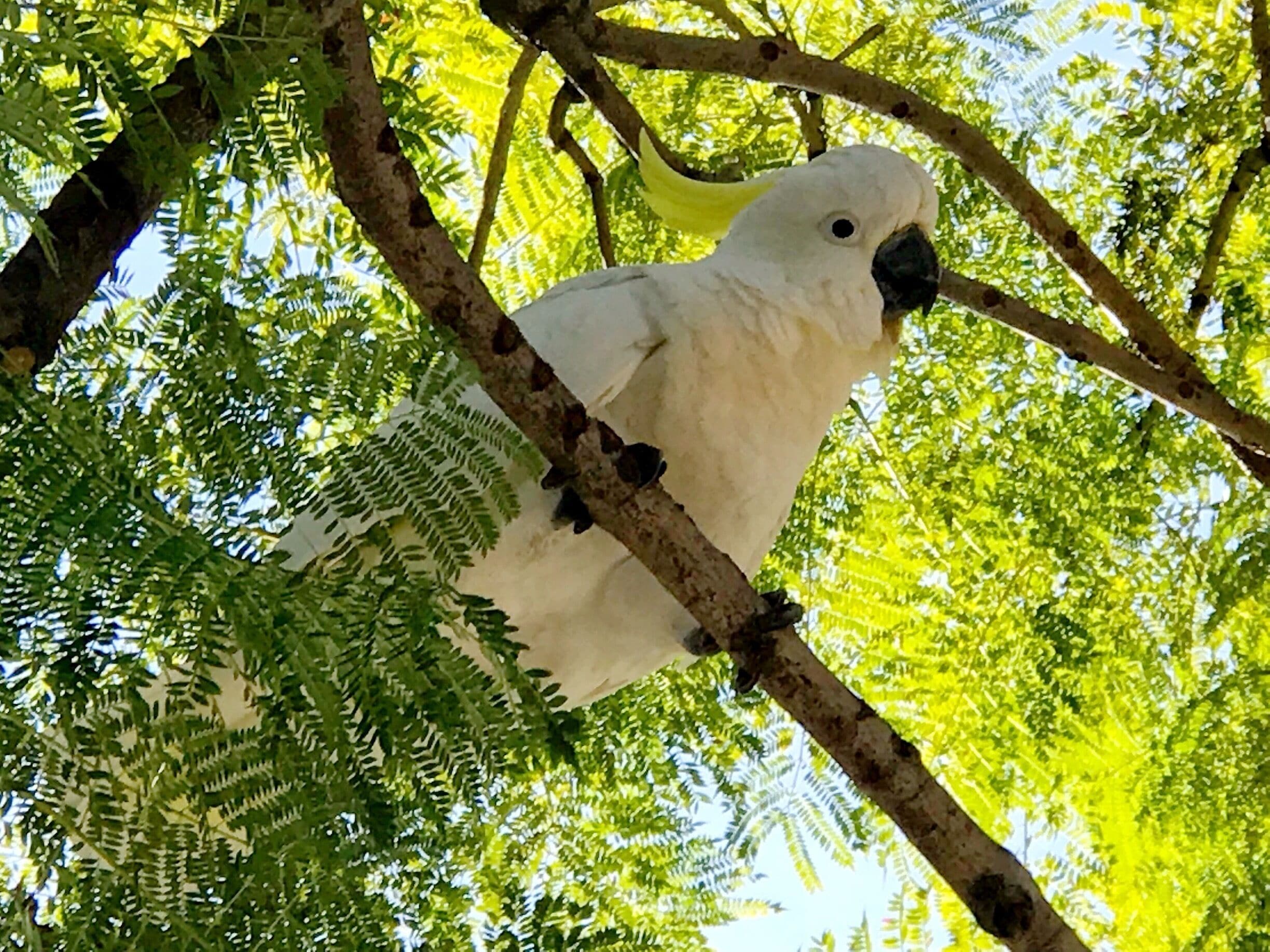 Directly above me while having coffee at local cafe :)
