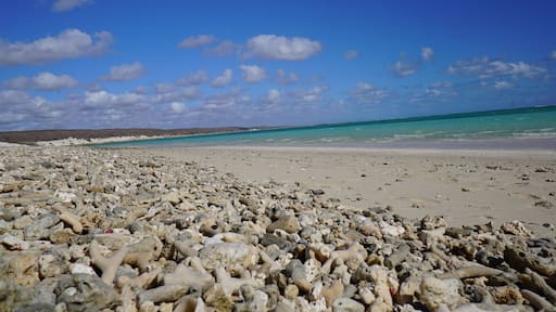 Known as one of Australia's best beaches, and amongst the top twenty beaches in the world, Turquoise Bay is the perfect spot to spend an afternoon relaxing, swimming and snorkelling located approximately 63 kilometres from Exmouth.
#blue
#BeachBound