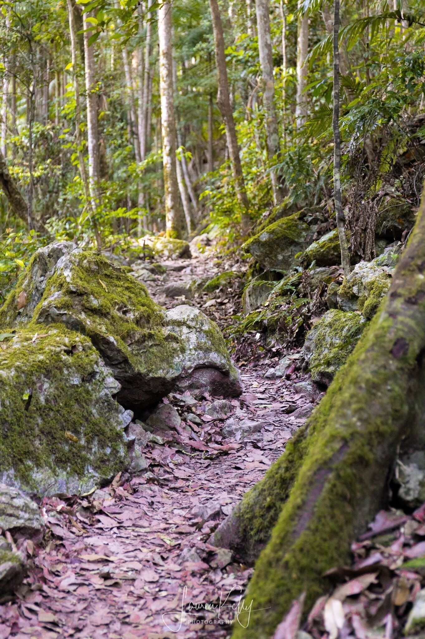 A forest trail with moss-covered rocks and dense foliage.