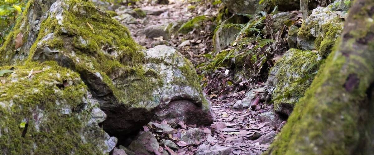 A forest trail with moss-covered rocks and dense foliage.