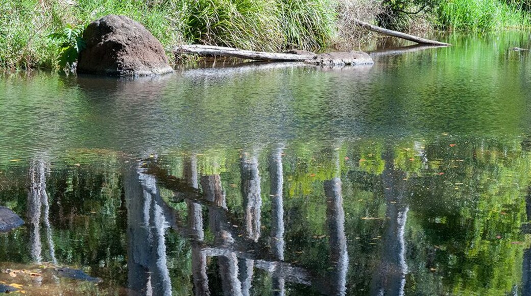Visit my local Whian Whian Falls, I wandered a little further along Whian Whian River and saw the magic in the water. Reflections.
Between the reflections of bare trees and the shoreline ran an eddy, while fallen leaves and stones added whimsy to this otherworldly scene.
#localgem