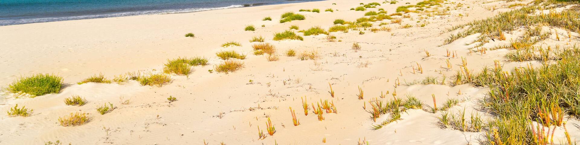 A sandy beach with green vegetation and a clear blue sky.