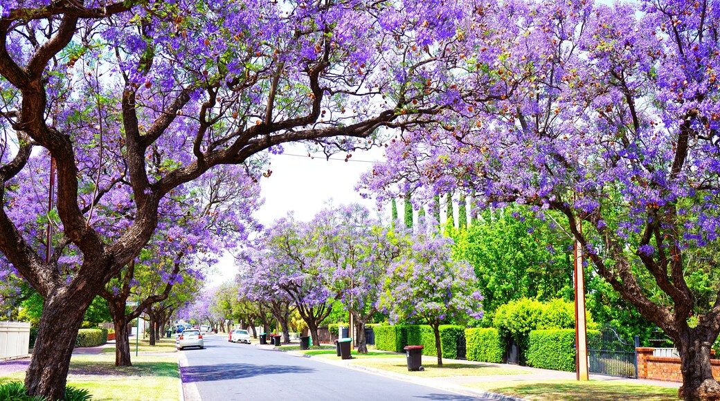 Beautiful purple flower Jacaranda tree lined street in full bloom. Taken in Allinga Street, Glenside, Adelaide, South Australia.