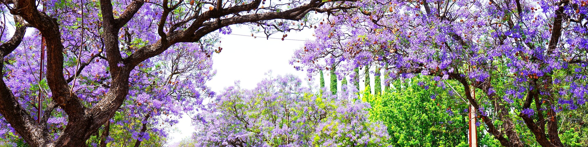 Beautiful purple flower Jacaranda tree lined street in full bloom. Taken in Allinga Street, Glenside, Adelaide, South Australia.