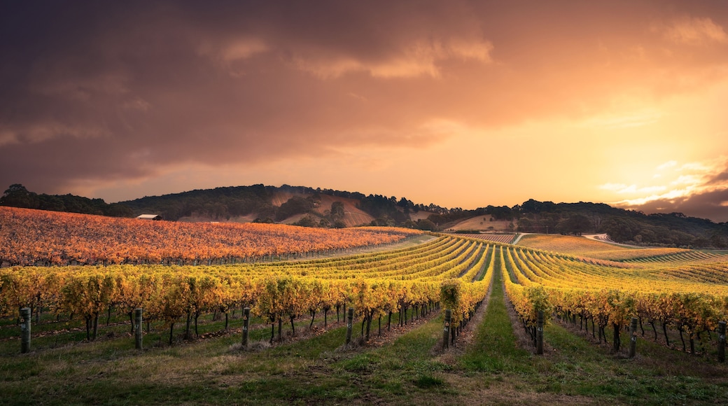 A vineyard with rows of grapevines under a dramatic sunset sky.