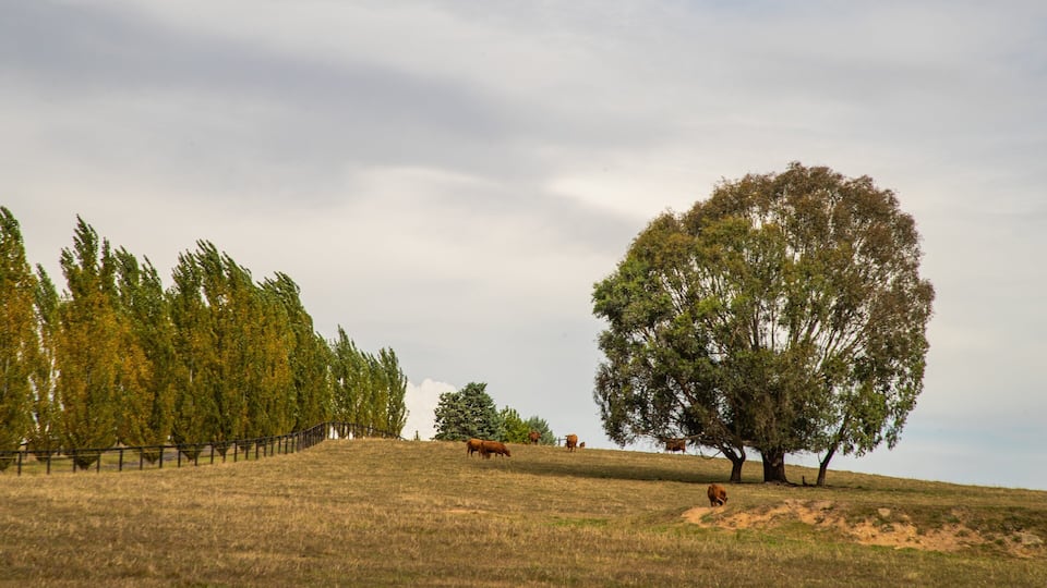 A grassy hill with a large tree and a fence.