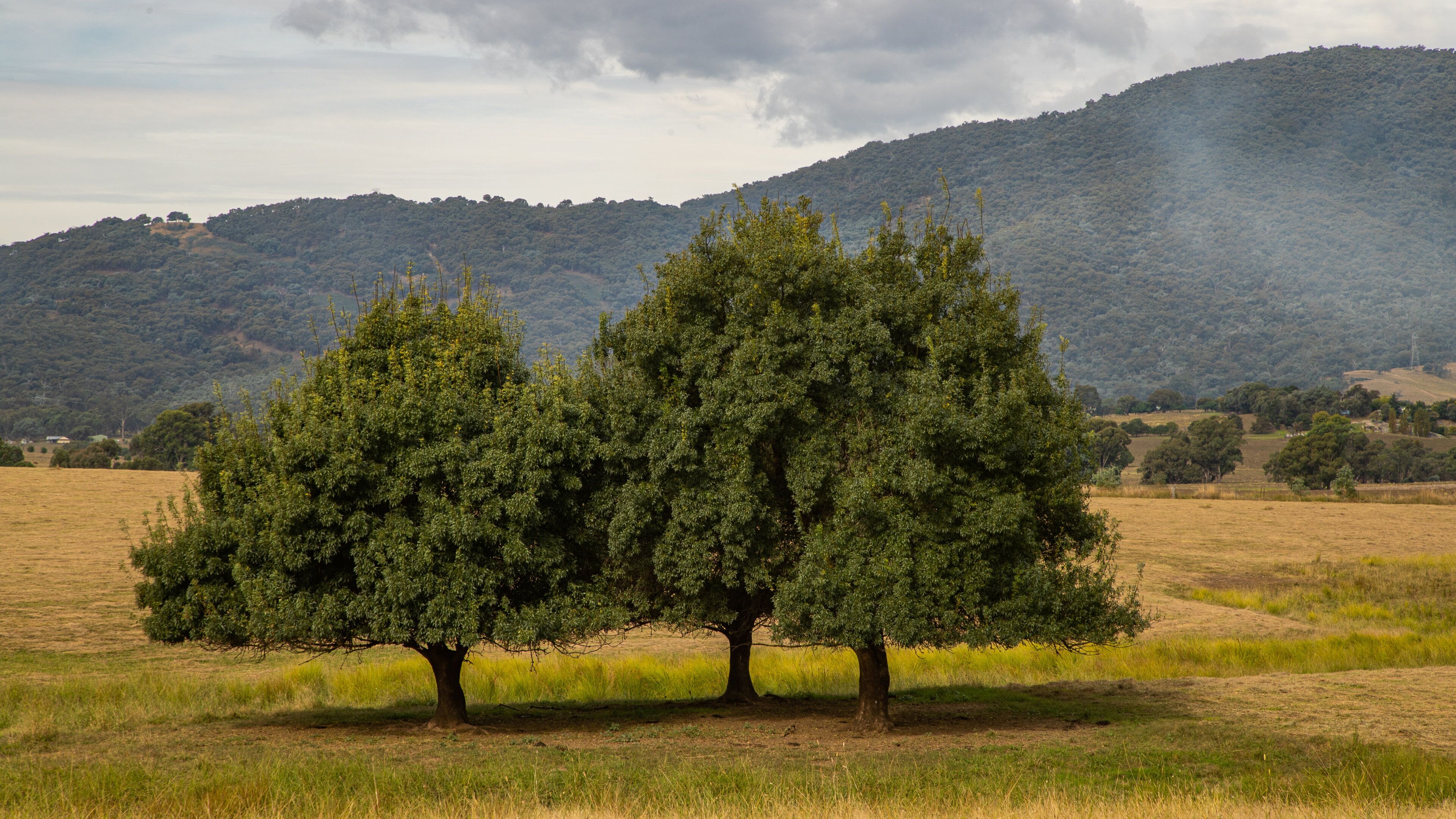Allans Flat featuring tranquil scenes