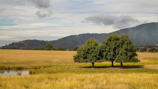 Allans Flat showing tranquil scenes