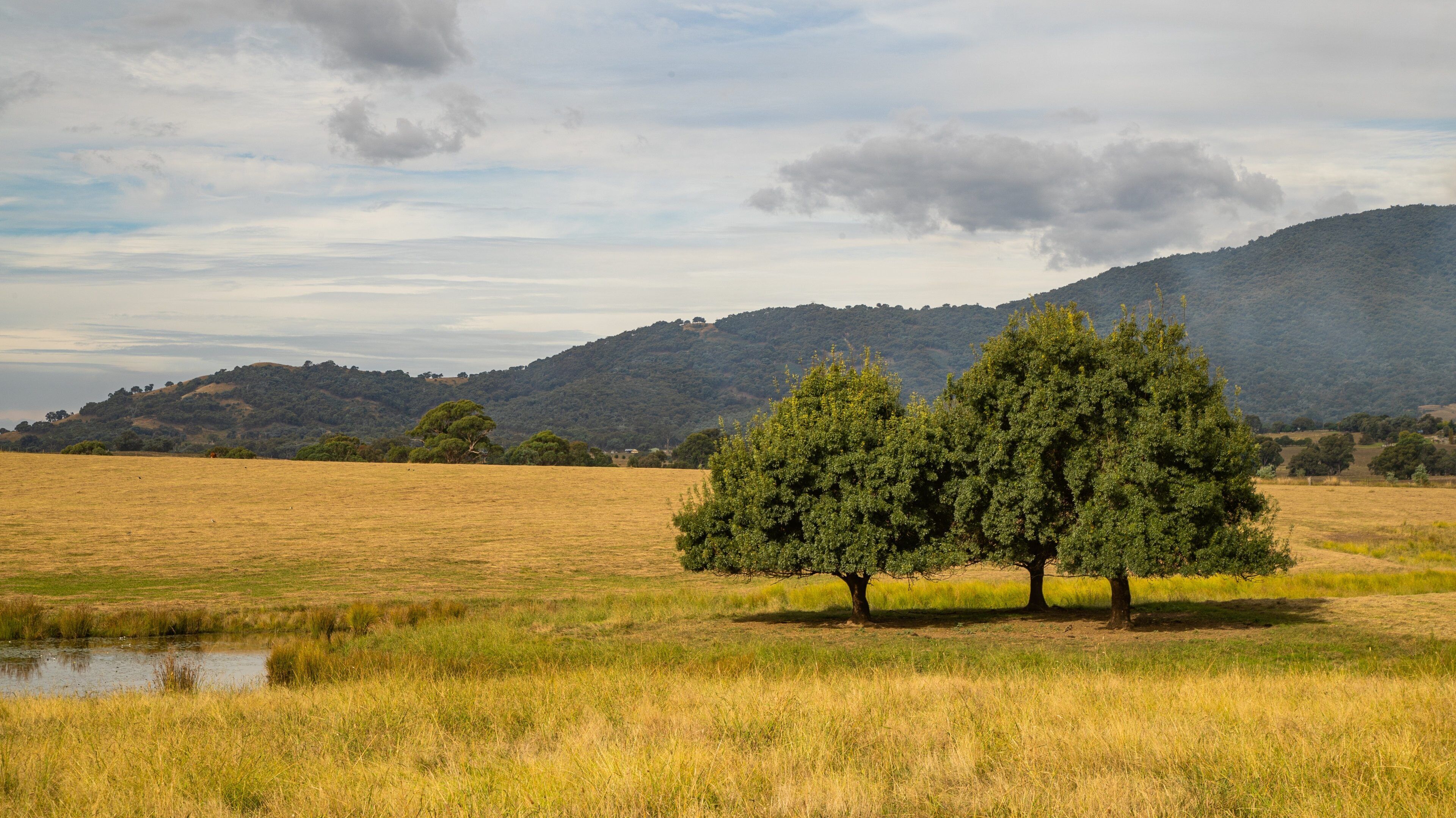 A field with two prominent trees and a distant mountain range under a partly cloudy sky.