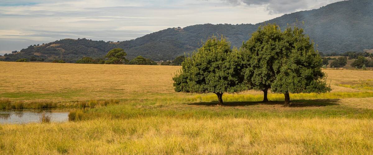 A field with two prominent trees and a distant mountain range under a partly cloudy sky.