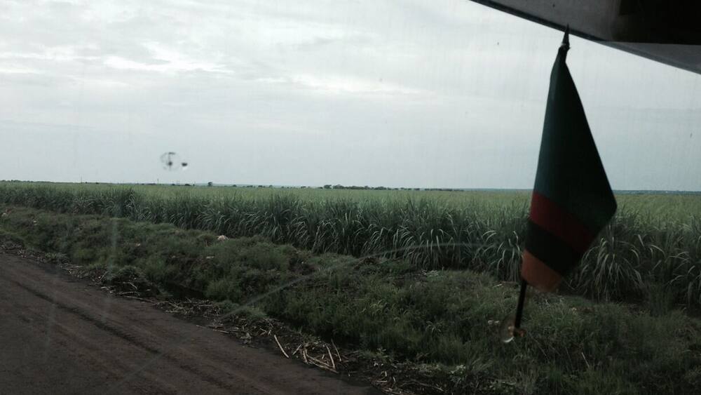 Cane fields at nakambala sugar estates...