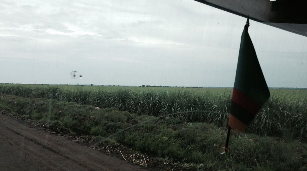 Cane fields at nakambala sugar estates...