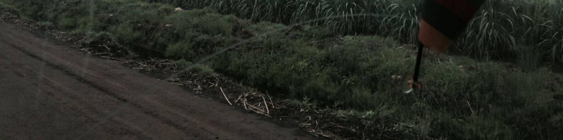 Cane fields at nakambala sugar estates...