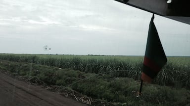 Cane fields at nakambala sugar estates...