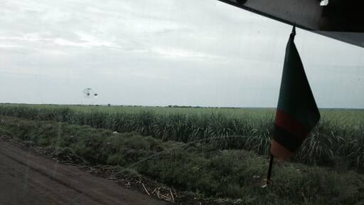 Cane fields at nakambala sugar estates...