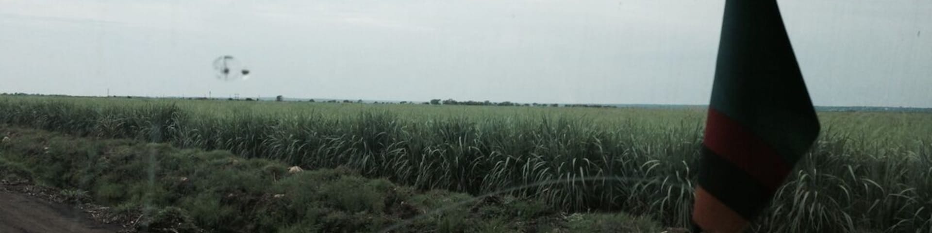 Cane fields at nakambala sugar estates...