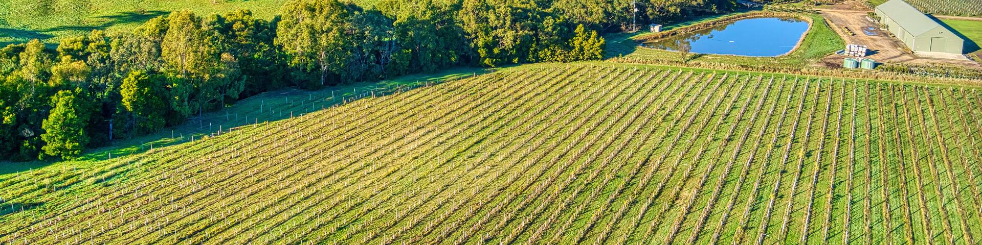 Overhead view of a vineyard in the Yarra Valley near Yarra Glen with dams and hills beyond