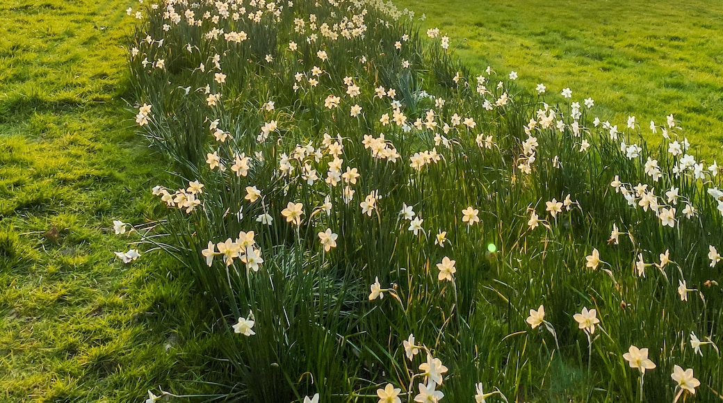 Beautiful Hangerlane park alley illuminated by sunset light in spring season in London