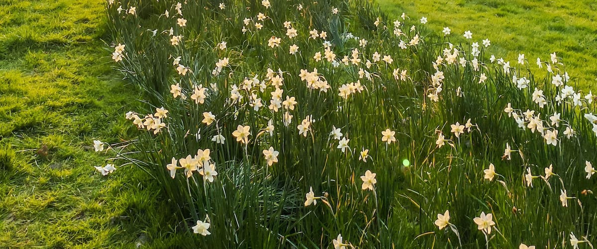 Beautiful Hangerlane park alley illuminated by sunset light in spring season in London