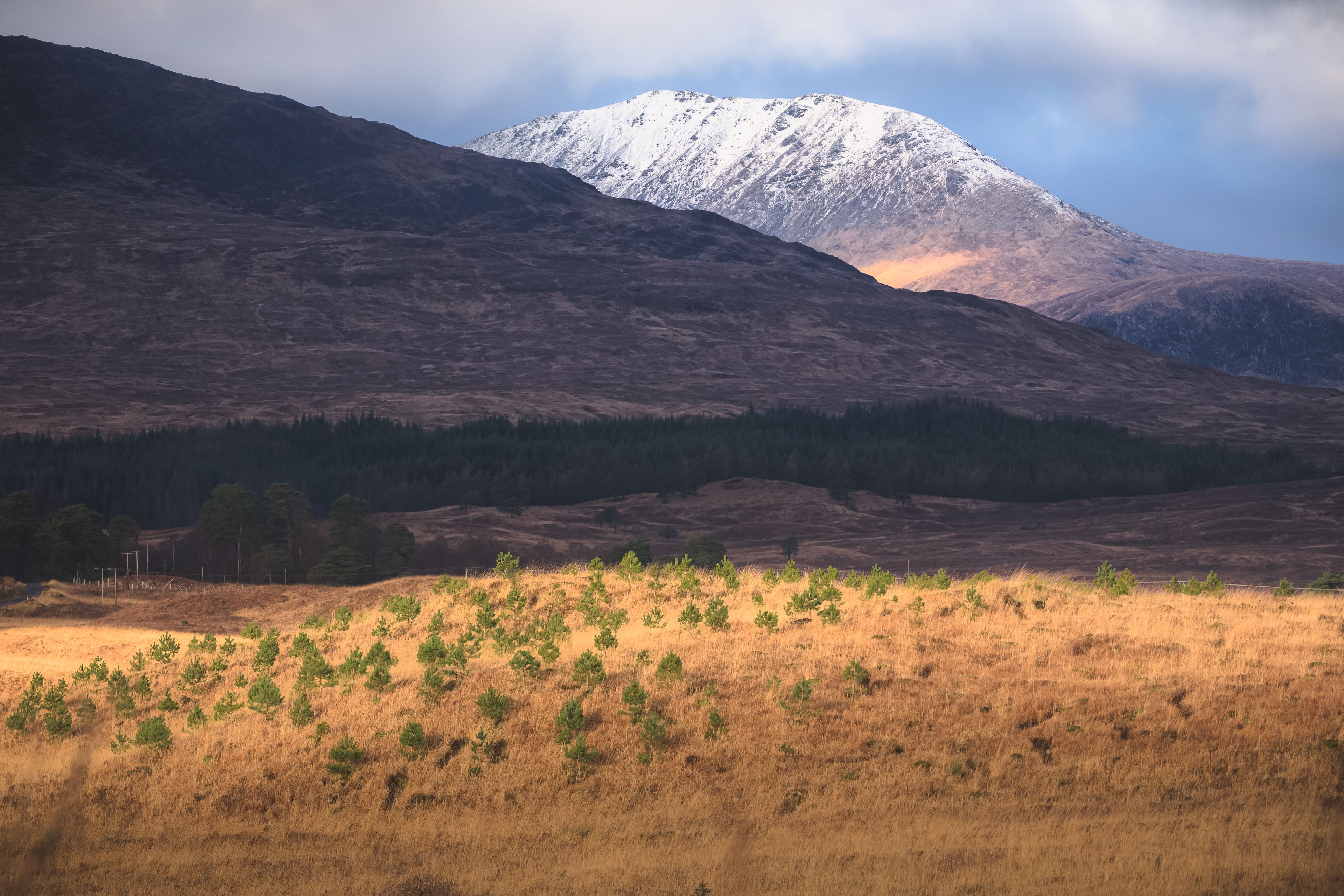 A mountainous landscape with a snow-capped peak, a forested valley, and a field of dry grass with scattered trees.