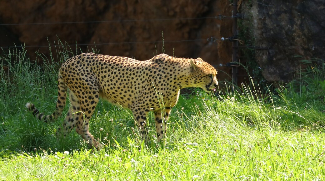 Éste guepardo fue fotografiado en el Parque de la Naturaleza de Cabárceno, Cantabria, España.