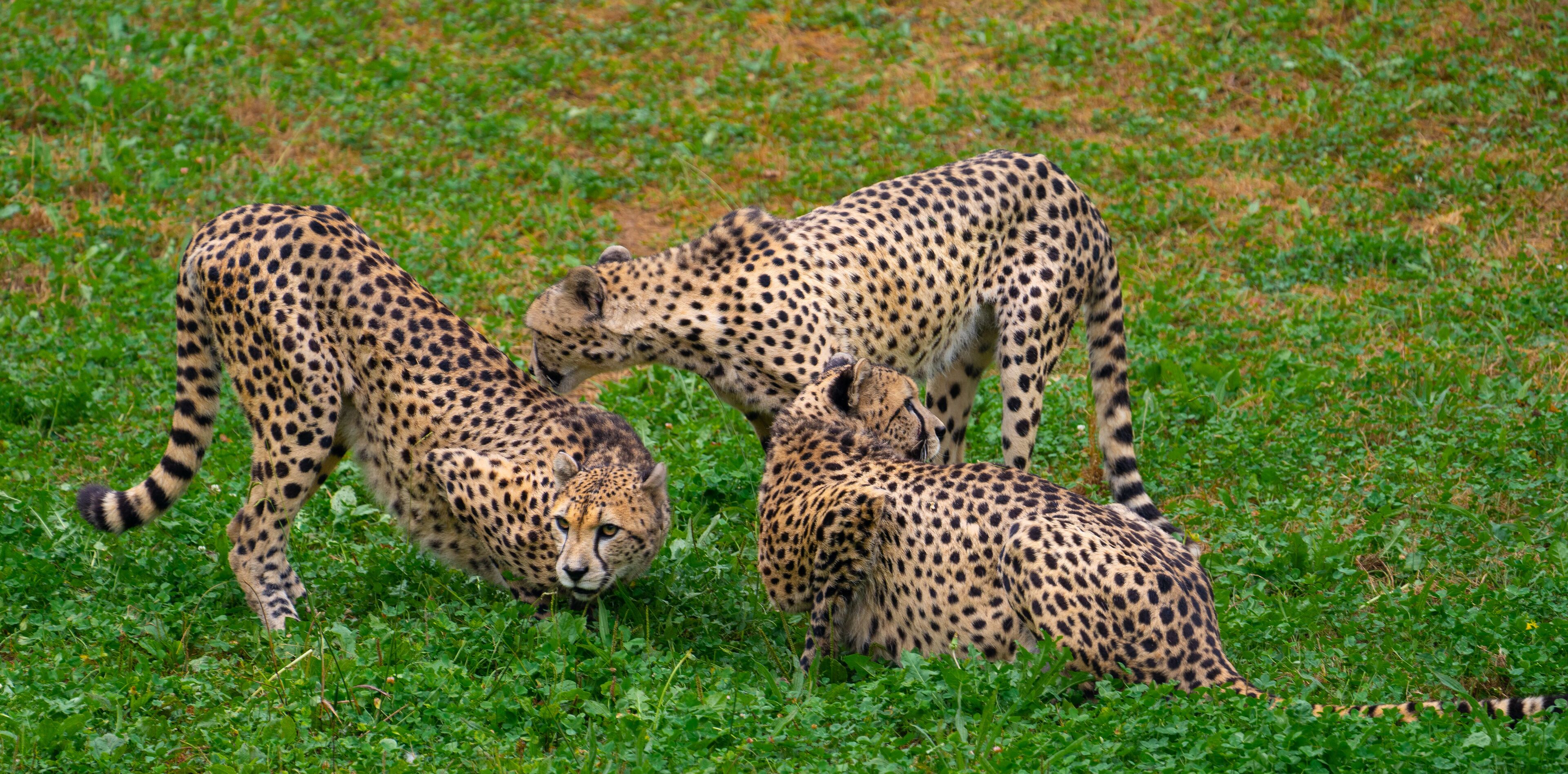 Cheetah group socializing in the grass at Cabárceno Park (Cantabria, Spain)