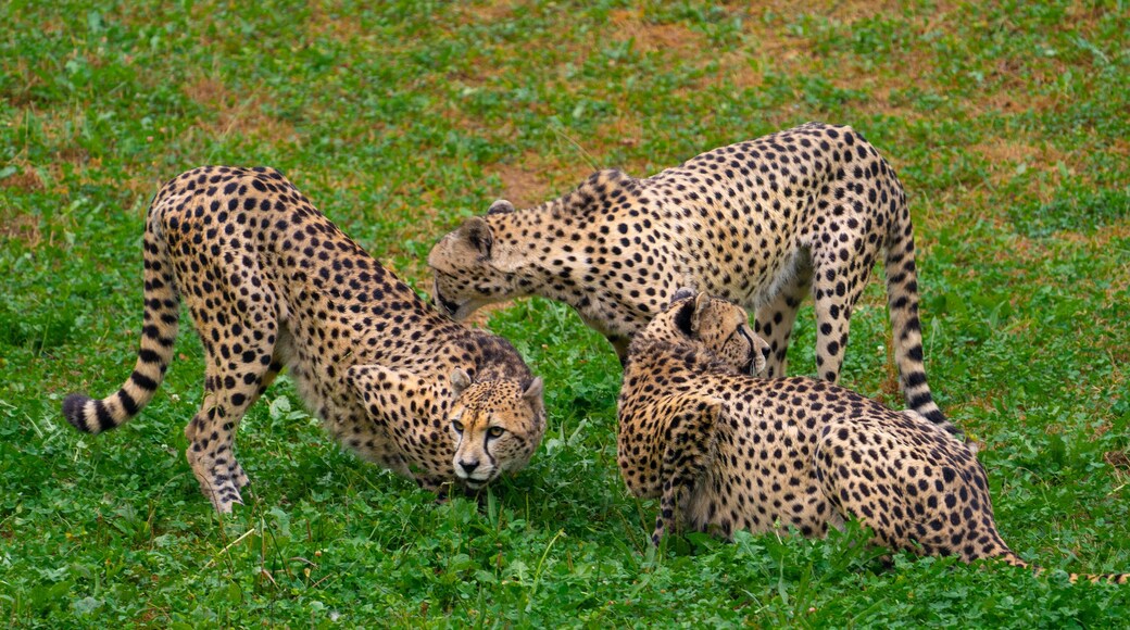 Cheetah group socializing in the grass at Cabárceno Park (Cantabria, Spain)