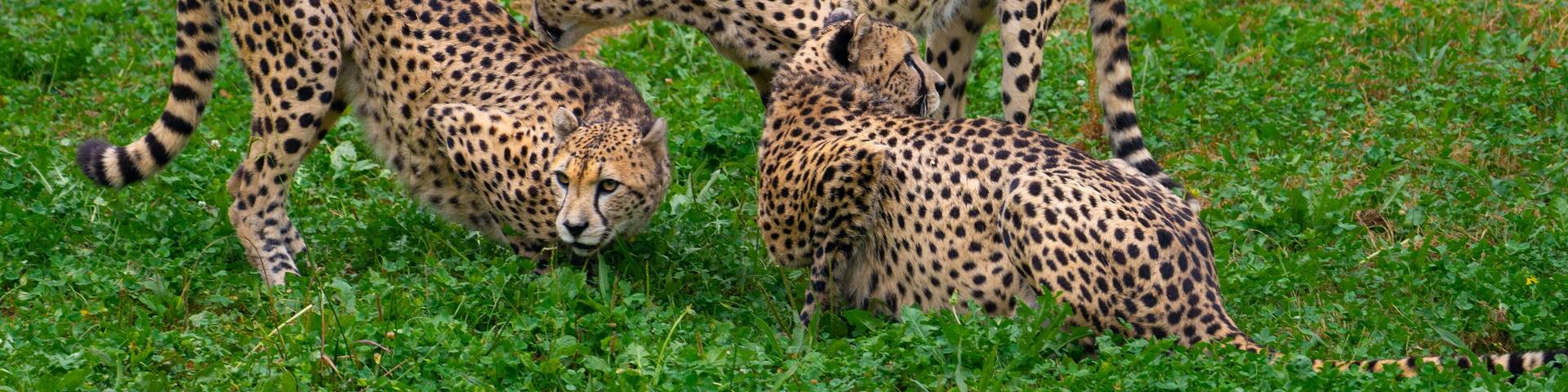 Cheetah group socializing in the grass at Cabárceno Park (Cantabria, Spain)