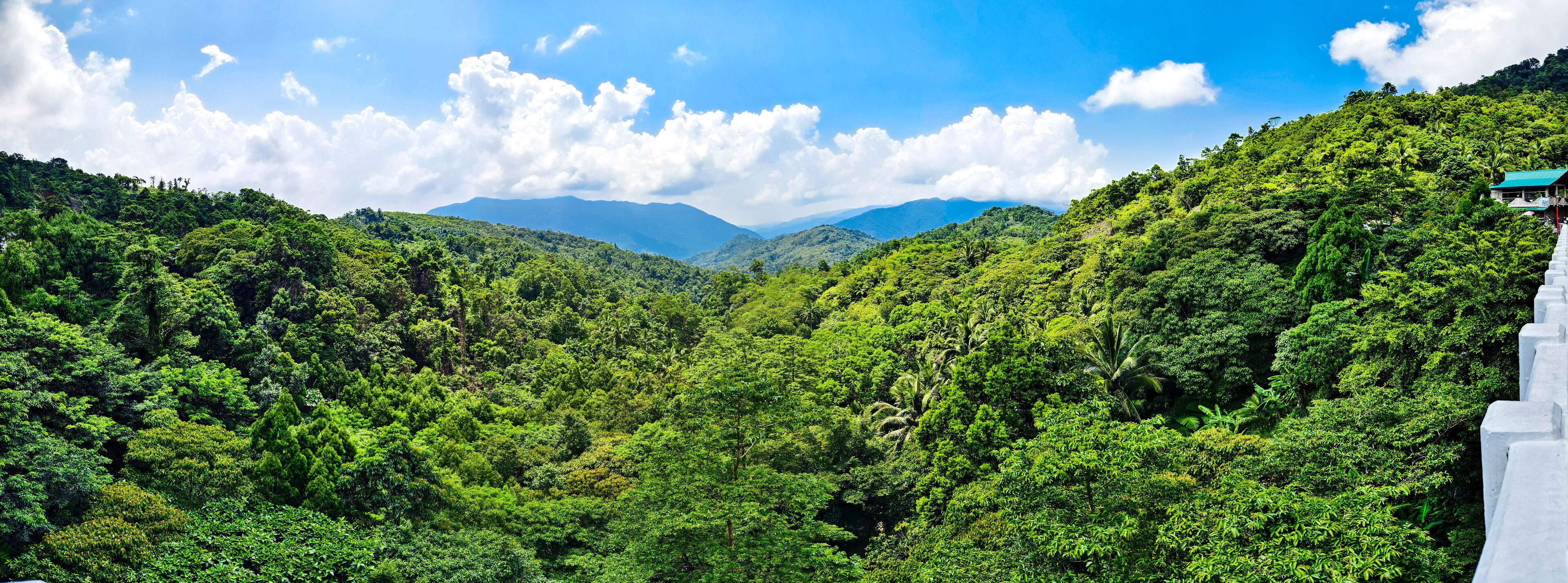 A lush green valley with dense forest and a mountain range in the background.