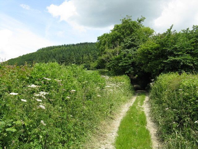 Edge of the woods Looking up to Cole's Hill having descended the track leading to the public road and Kinsham.