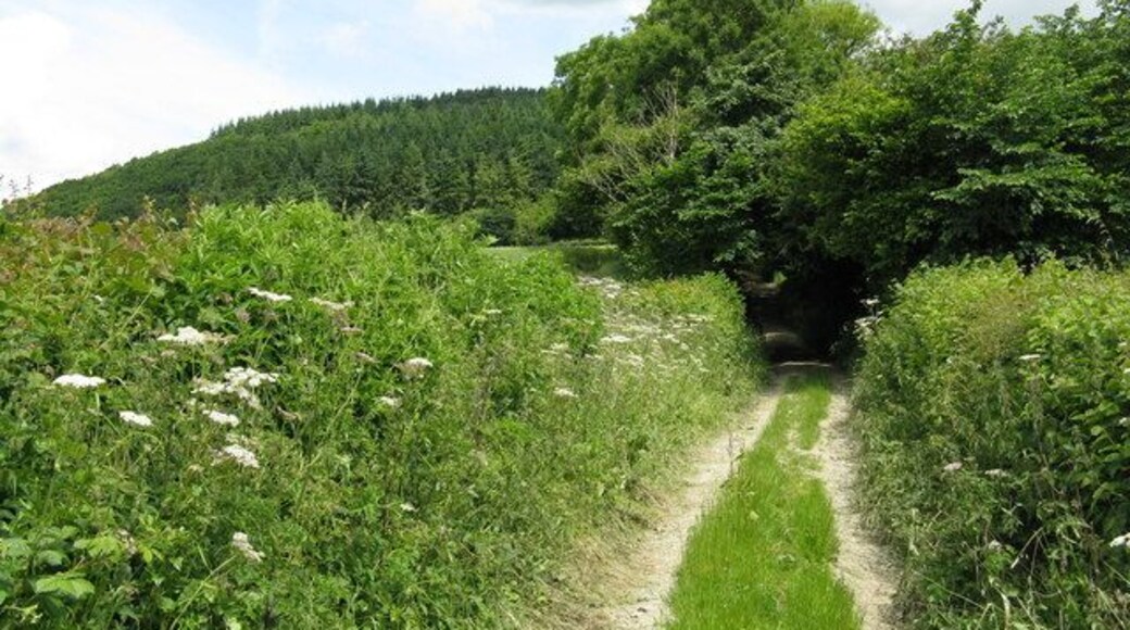 Edge of the woods Looking up to Cole's Hill having descended the track leading to the public road and Kinsham.