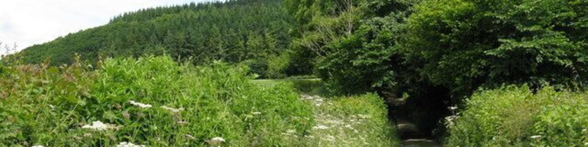 A dirt path leading to a forested area with a tunnel entrance.