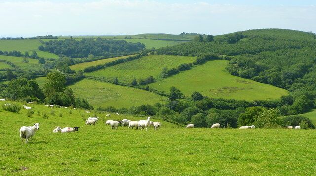 Sheep grazing On the hillside south of The Ashes.